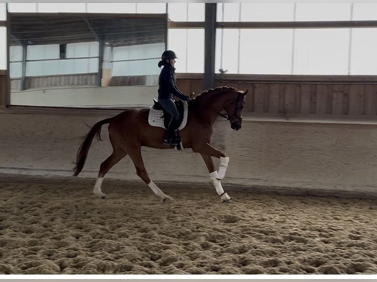 Hannover Castrone 5 Anni 176 cm Sauro in Rosenheim