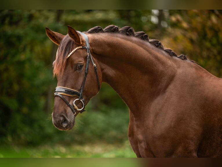 Hannover Castrone 5 Anni 176 cm Sauro scuro in Wehringen Hannover Castrone 5 Anni 176 cm Sauro scuro in Wehringen