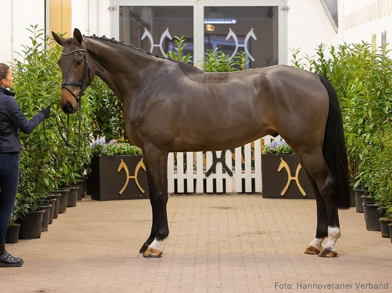 Hannover Castrone 5 Anni 177 cm Baio in Verden