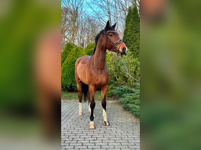 Hannover Castrone 5 Anni 177 cm in Timmendorfer Strand Hannover Castrone 5 Anni 177 cm in Timmendorfer Strand