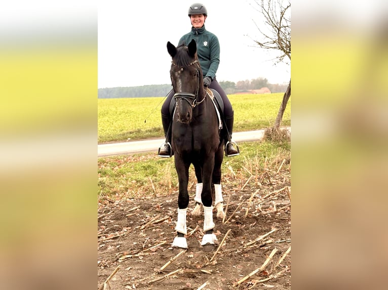 Hannover Castrone 5 Anni 177 cm Morello in KirchlintelnKirchlinteln