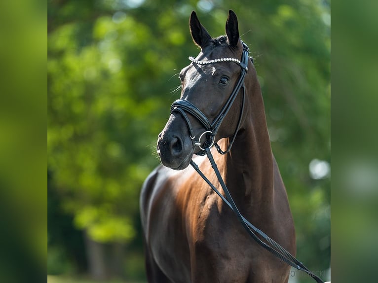 Hannover Castrone 5 Anni 177 cm Morello in Verden