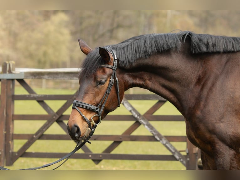 Hannover Castrone 5 Anni 178 cm Baio in Bettendorf