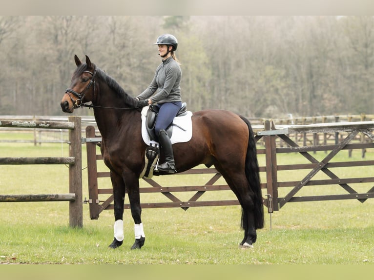 Hannover Castrone 5 Anni 178 cm Baio in Bettendorf