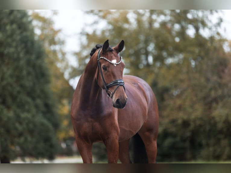 Hannover Castrone 5 Anni 178 cm Baio in Lippetal