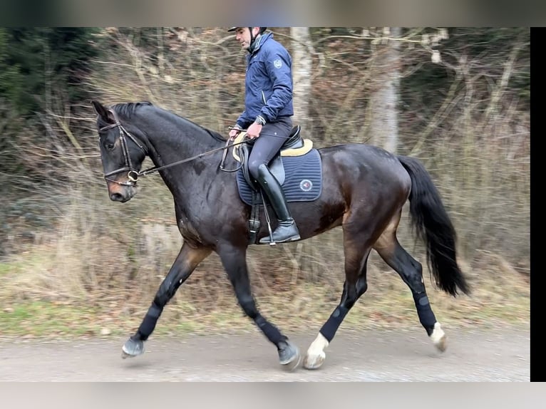 Hannover Castrone 5 Anni 178 cm Baio scuro in Wichtrach