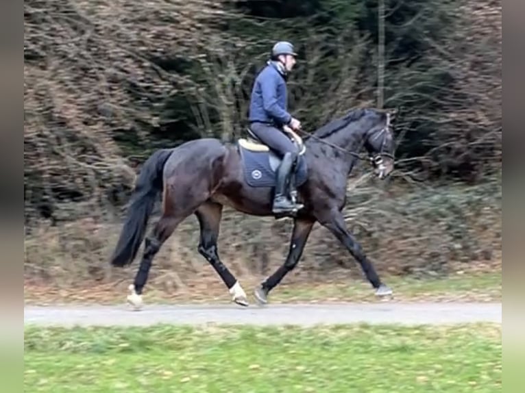 Hannover Castrone 5 Anni 178 cm Baio scuro in Wichtrach