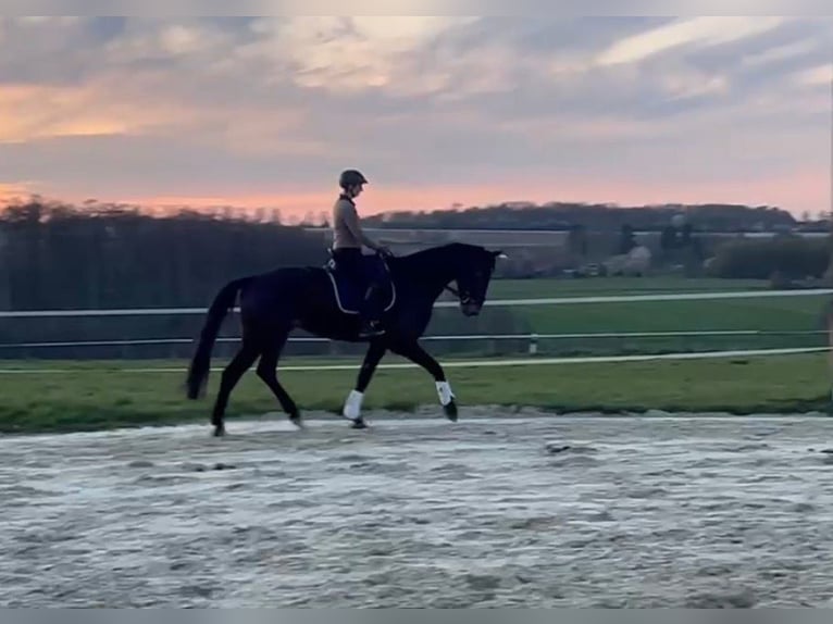 Hannover Castrone 5 Anni 178 cm Baio scuro in Melle