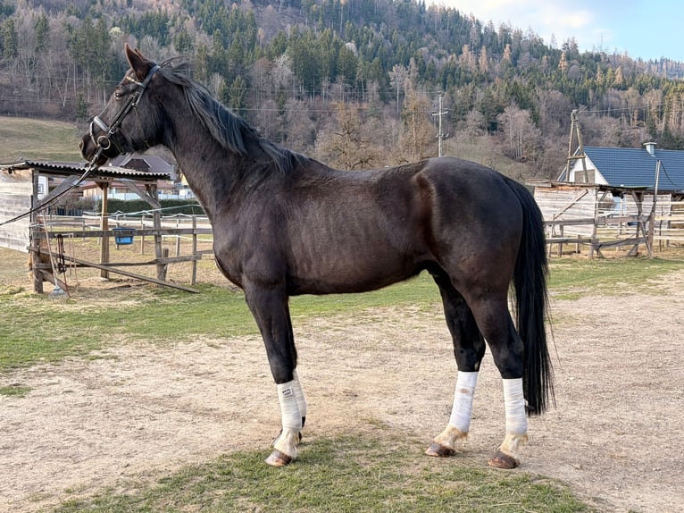 Hannover Castrone 5 Anni 178 cm Morello in Murau