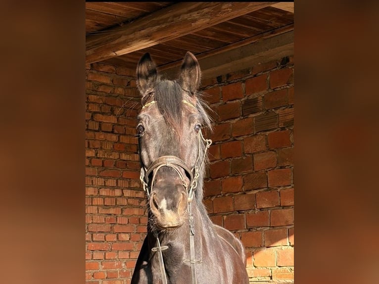 Hannover Castrone 5 Anni 178 cm Morello in Murau