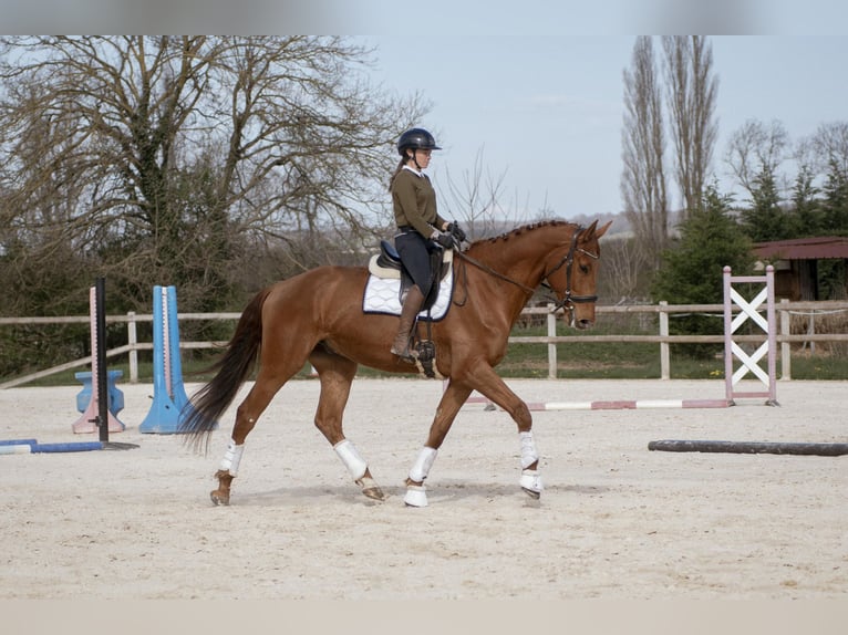 Hannover Castrone 5 Anni 178 cm Sauro in sardieu