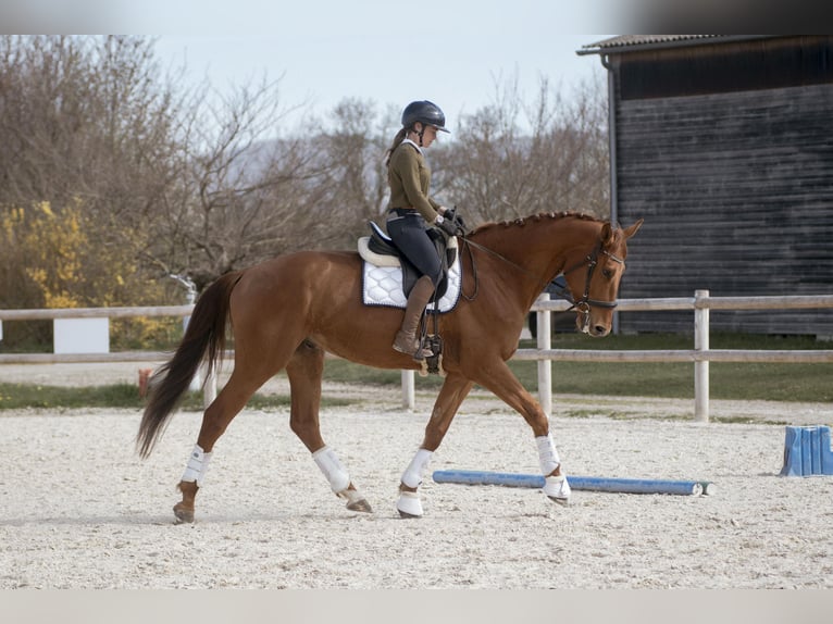 Hannover Castrone 5 Anni 178 cm Sauro in sardieu