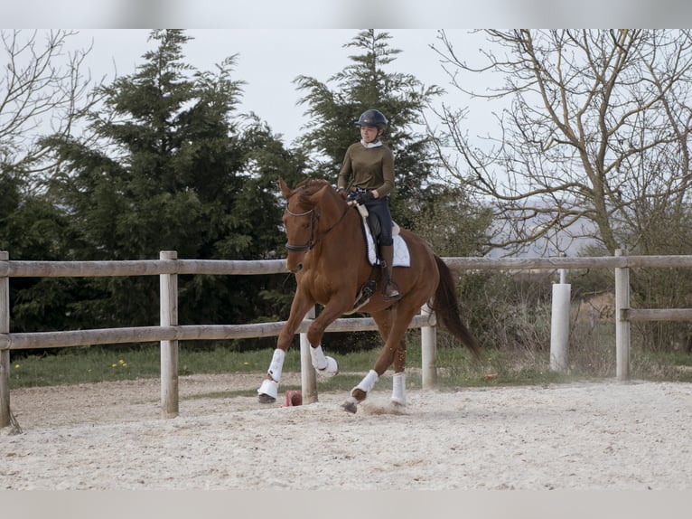 Hannover Castrone 5 Anni 178 cm Sauro in sardieu
