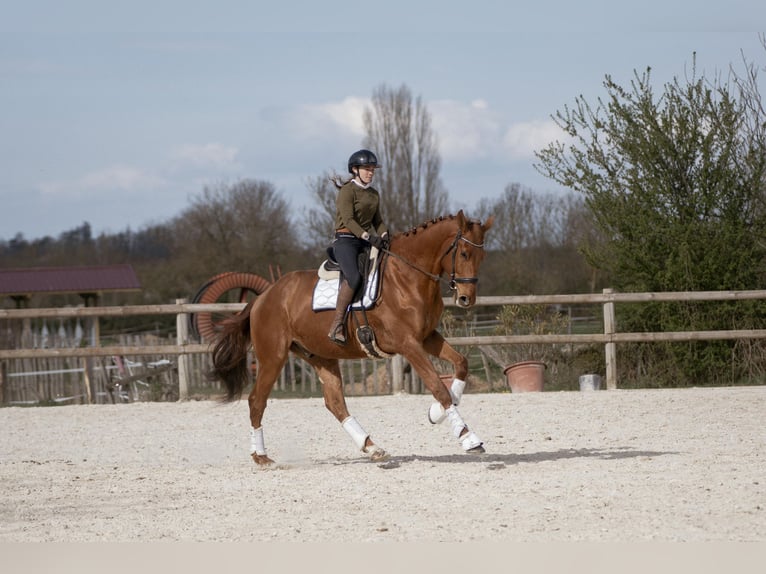 Hannover Castrone 5 Anni 178 cm Sauro in sardieu