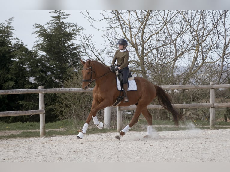 Hannover Castrone 5 Anni 178 cm Sauro in sardieu