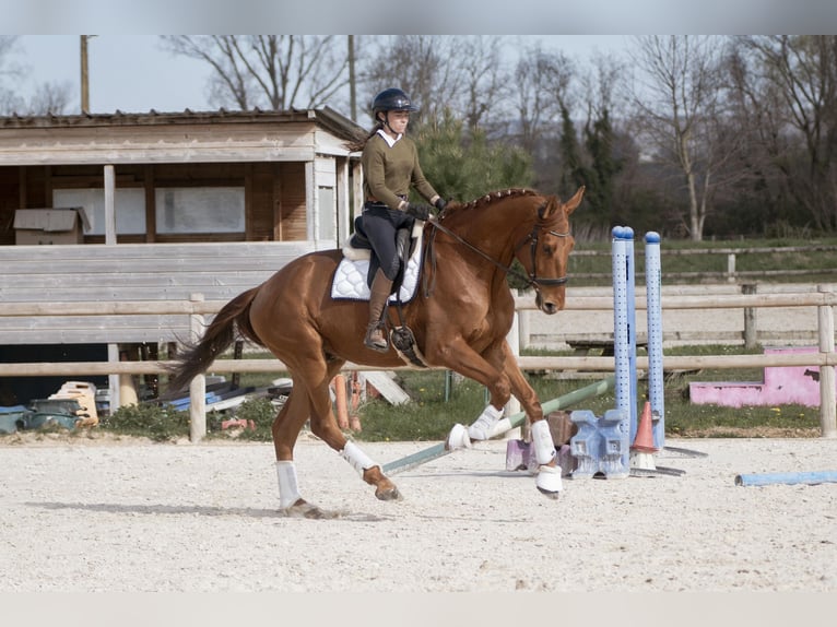 Hannover Castrone 5 Anni 178 cm Sauro in sardieu
