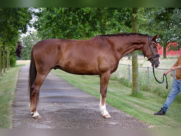 Hannover Castrone 5 Anni 178 cm Sauro scuro in Melle