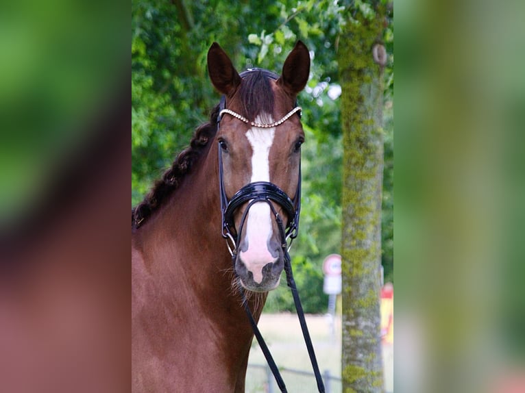 Hannover Castrone 5 Anni 178 cm Sauro scuro in Melle