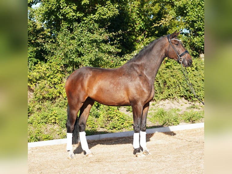 Hannover Castrone 5 Anni 179 cm Baio scuro in Hohenfelde