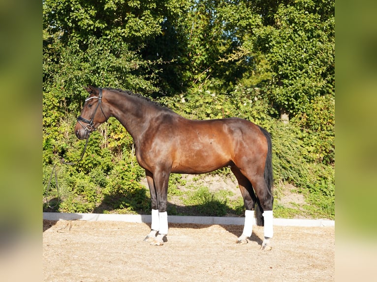 Hannover Castrone 5 Anni 179 cm Baio scuro in Hohenfelde