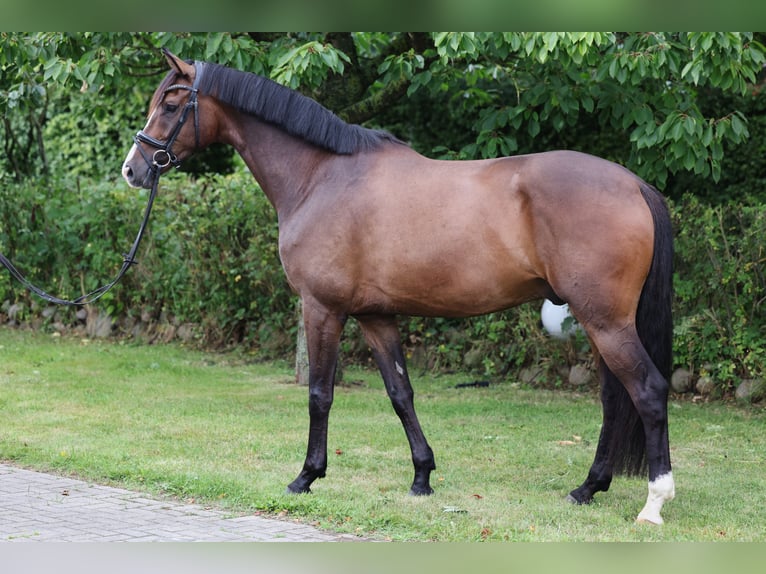 Hannover Castrone 5 Anni 180 cm Baio in Hellschen-Heringsand-Unterschaar