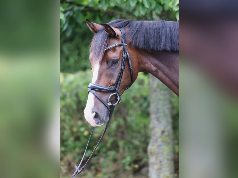 Hannover Castrone 5 Anni 180 cm Baio in Hellschen-Heringsand-Unterschaar