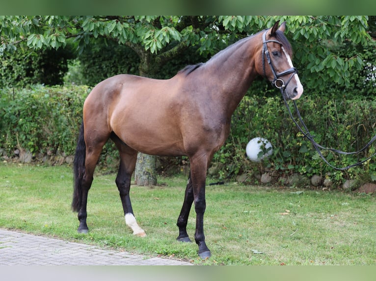 Hannover Castrone 5 Anni 180 cm Baio in Hellschen-Heringsand-Unterschaar