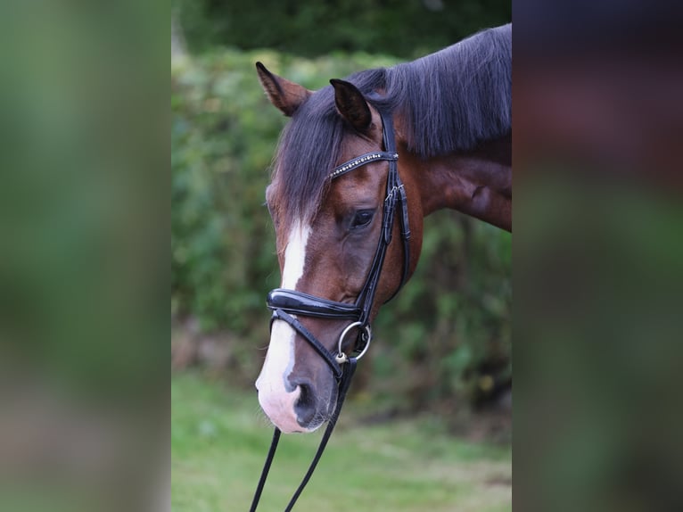 Hannover Castrone 5 Anni 180 cm Baio in Hellschen-Heringsand-Unterschaar