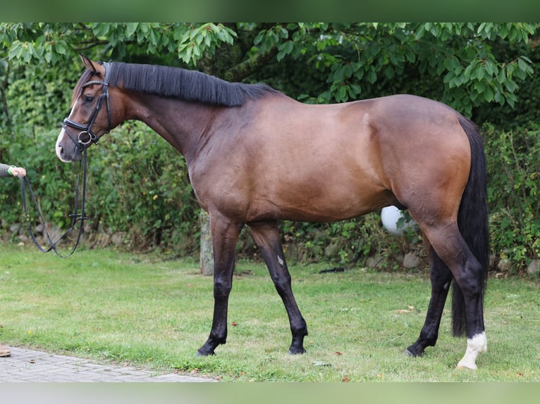 Hannover Castrone 5 Anni 180 cm Baio in Hellschen-Heringsand-Unterschaar