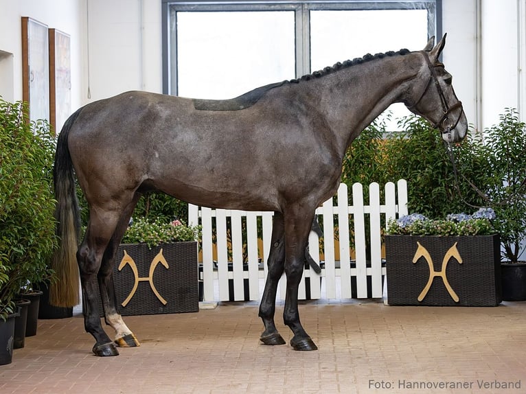 Hannover Castrone 5 Anni 180 cm Grigio in Verden