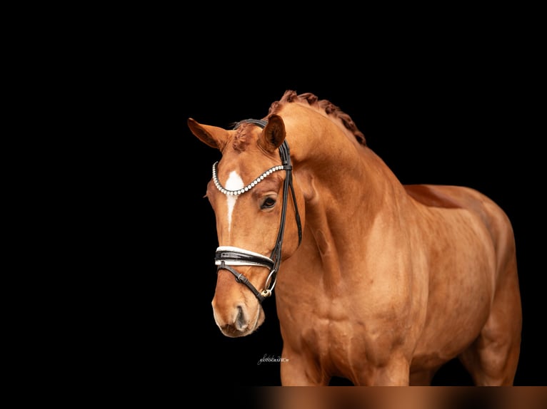 Hannover Castrone 5 Anni 180 cm Sauro in Lehrberg