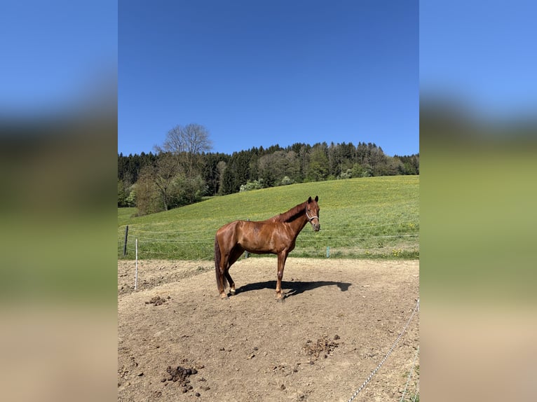 Hannover Castrone 5 Anni 180 cm Sauro in St Oswald