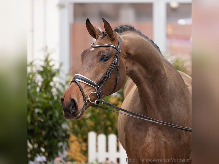 Hannover Castrone 5 Anni 182 cm Baio in Verden