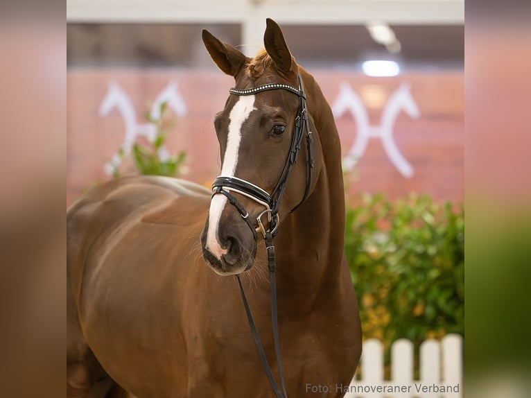 Hannover Castrone 5 Anni 182 cm Sauro scuro in Verden