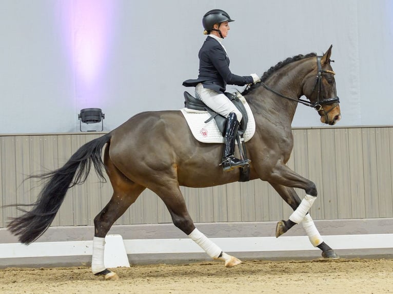 Hannover Castrone 5 Anni Baio in Münster-Handorf