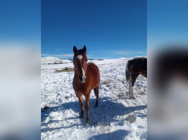 Hannover Mix Castrone 5 Anni Baio ciliegia in Westcliffe