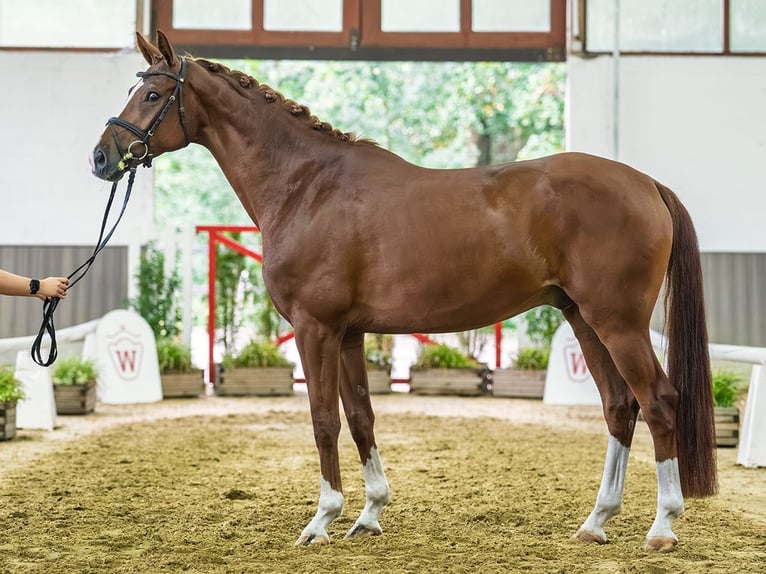 Hannover Castrone 5 Anni Sauro in Mnster-Handorf