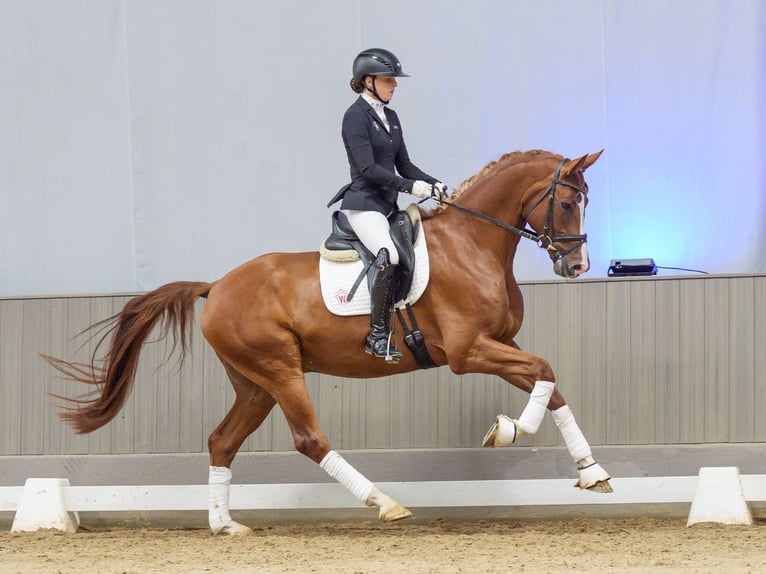 Hannover Castrone 5 Anni Sauro in Mnster-Handorf