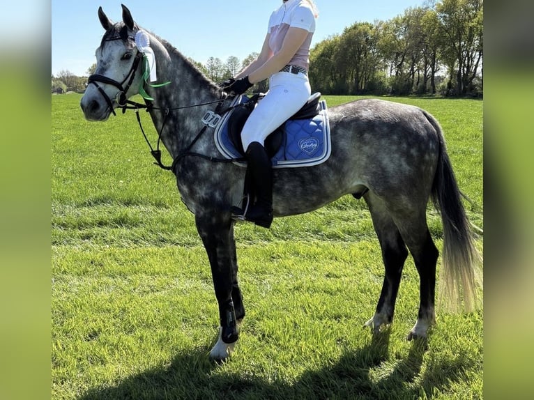 Hannover Castrone 6 Anni 156 cm Grigio pezzato in Leer (Ostfriesland)