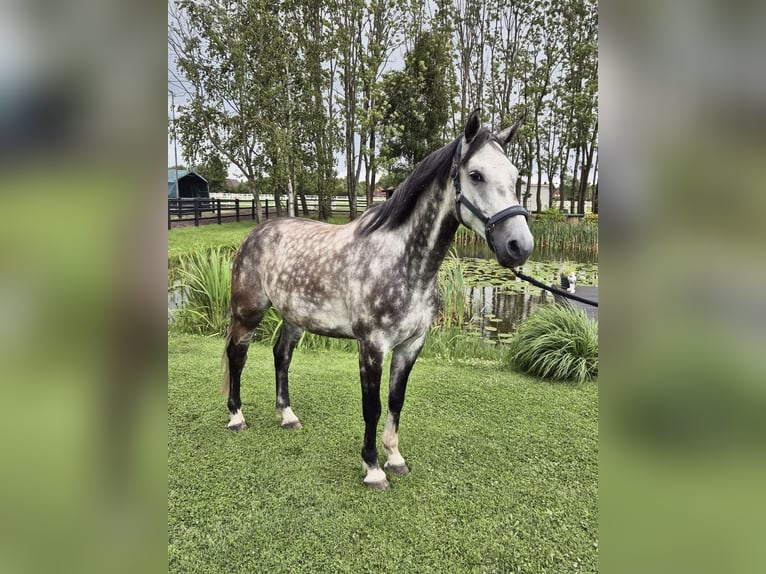 Hannover Castrone 6 Anni 156 cm Grigio pezzato in Leer (Ostfriesland)