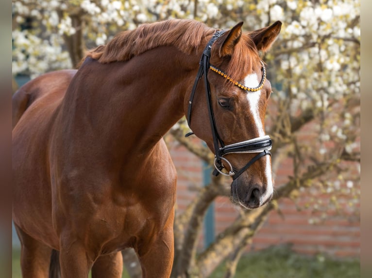 Hannover Castrone 6 Anni 160 cm Sauro in Garstedt