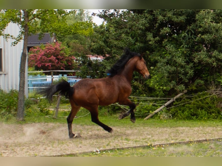 Hannover Castrone 6 Anni 163 cm Baio in Niederzier