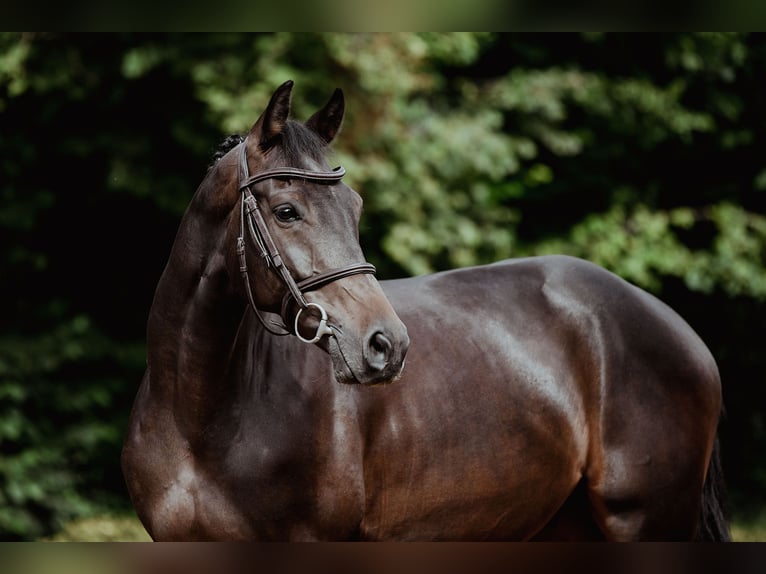 Hannover Castrone 6 Anni 163 cm Baio scuro in Riedstadt