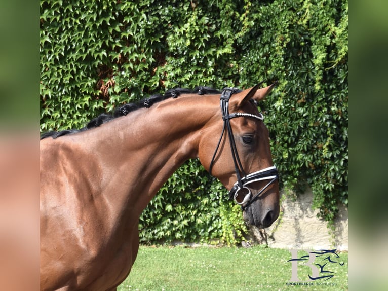 Hannover Castrone 6 Anni 164 cm Baio in Osnabr&#xFC;ck