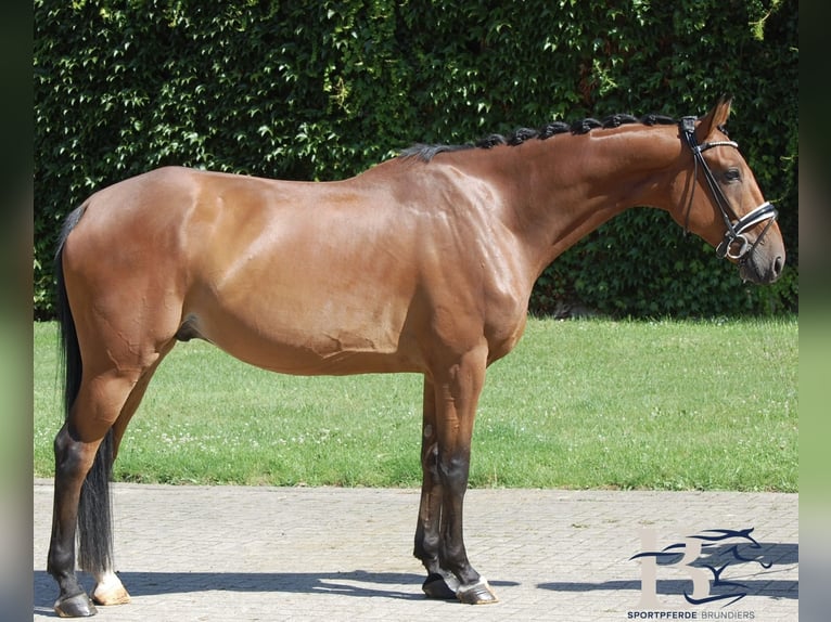 Hannover Castrone 6 Anni 164 cm Baio in Osnabr&#xFC;ck