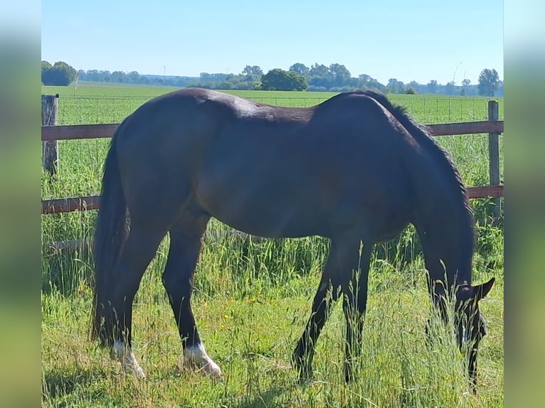 Hannover Castrone 6 Anni 165 cm Baio nero in Wennigsen