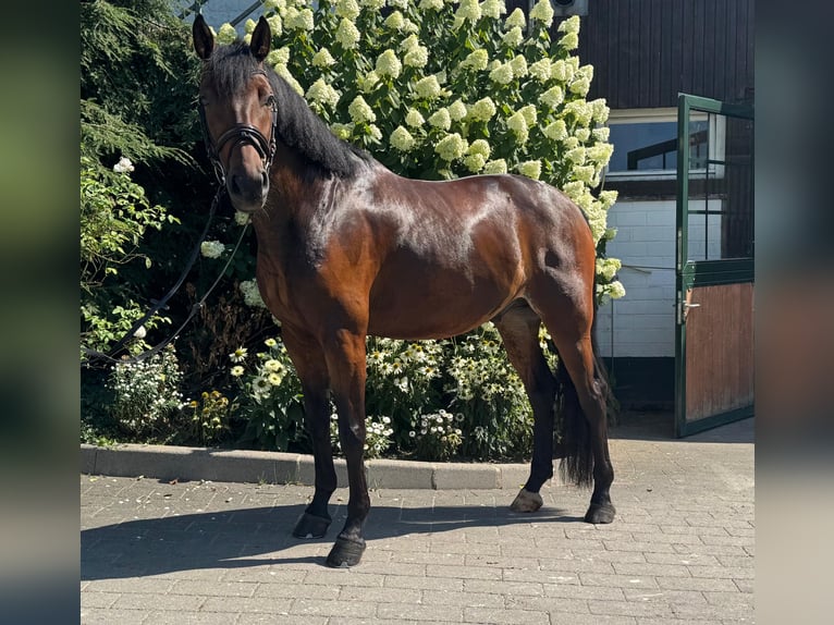 Hannover Castrone 6 Anni 165 cm Baio scuro in Hamm