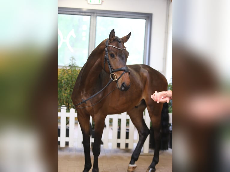 Hannover Castrone 6 Anni 165 cm Baio scuro in Verden