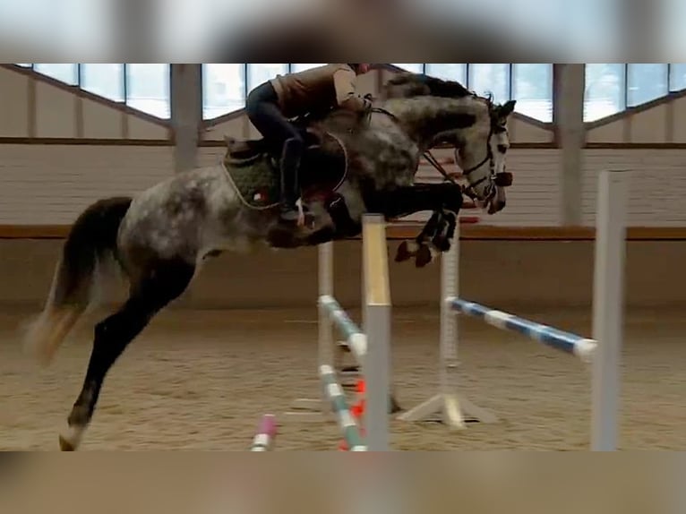 Hannover Castrone 6 Anni 165 cm Grigio in Potsdam
