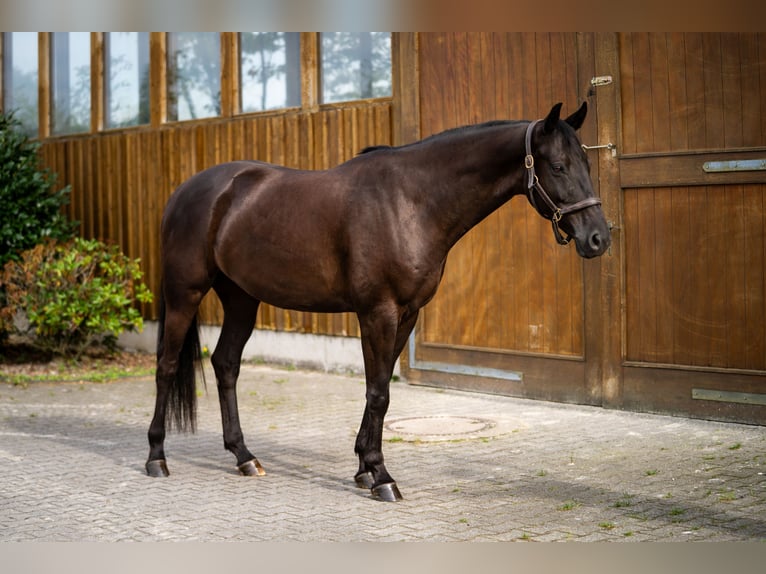 Hannover Castrone 6 Anni 165 cm Morello in Lohmar
